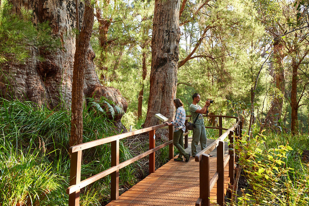 Valley Of The Giants Tree Top Walk