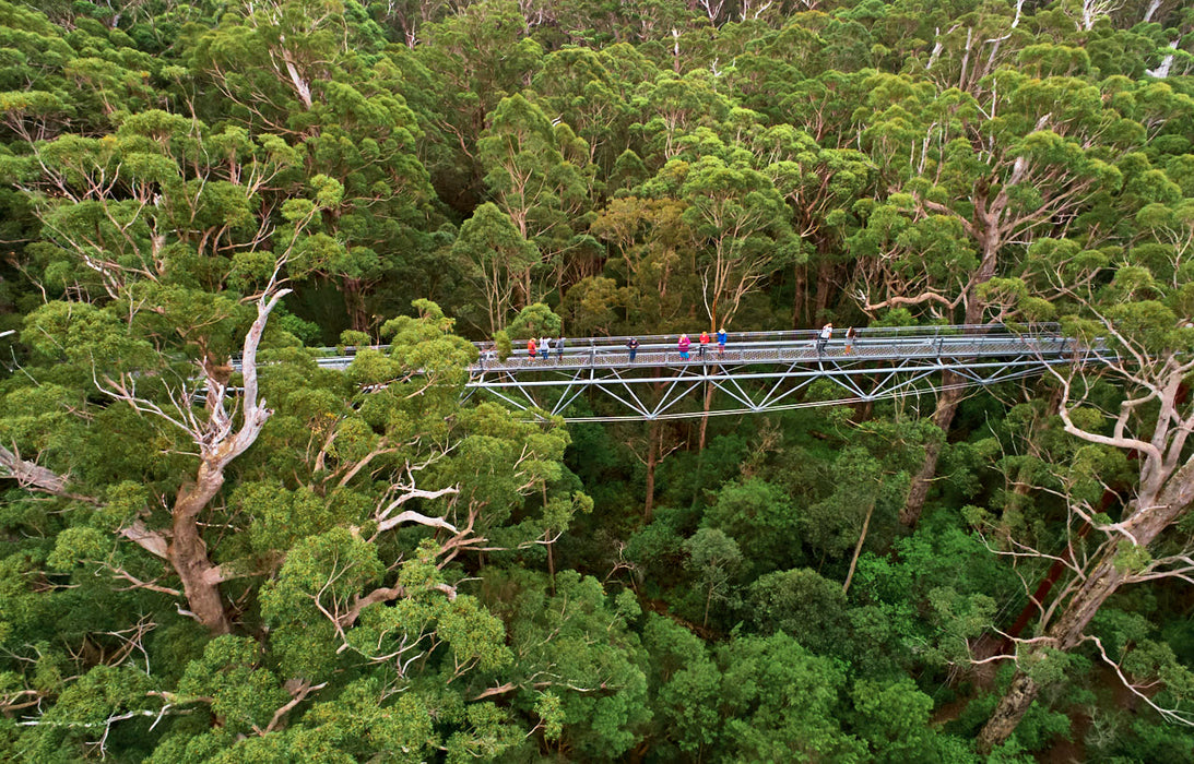 Valley Of The Giants Tree Top Walk