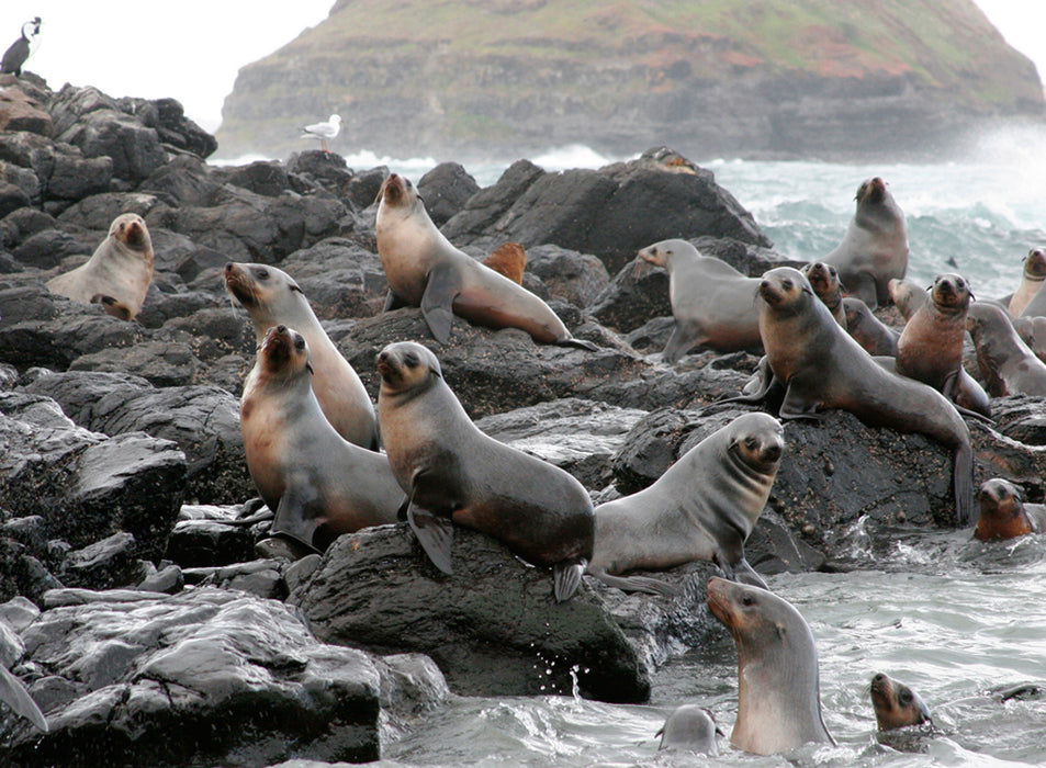 Scenic Flight 3 - Seal Rocks, Penguins & The Gp Circuit