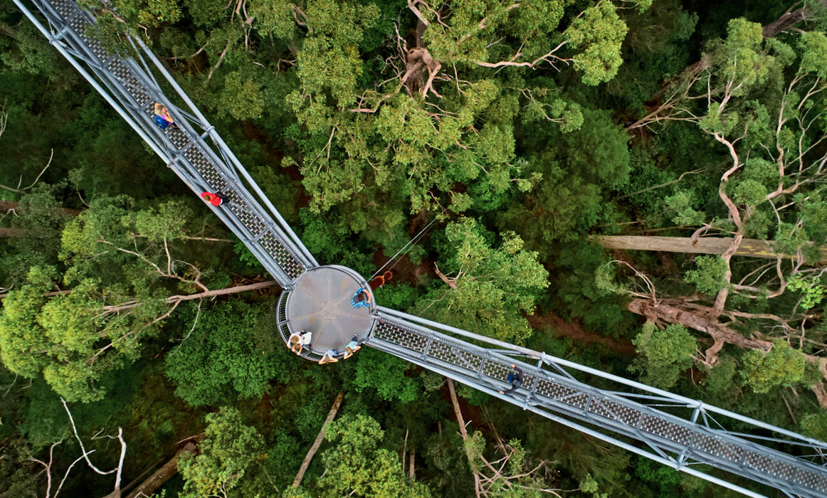 Valley Of The Giants Tree Top Walk