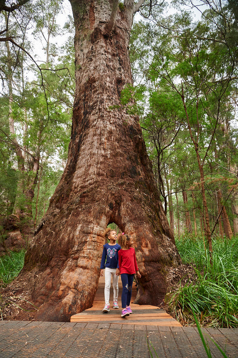 Valley Of The Giants Tree Top Walk