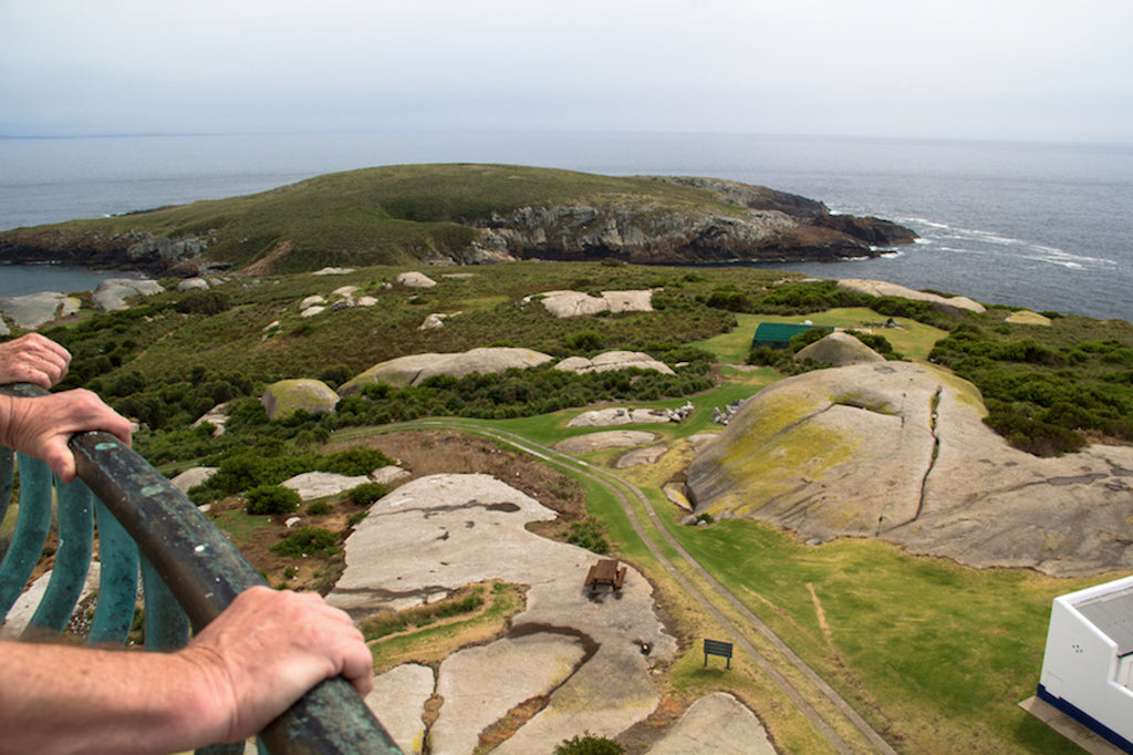 Evening Montague Island Penguin Tour