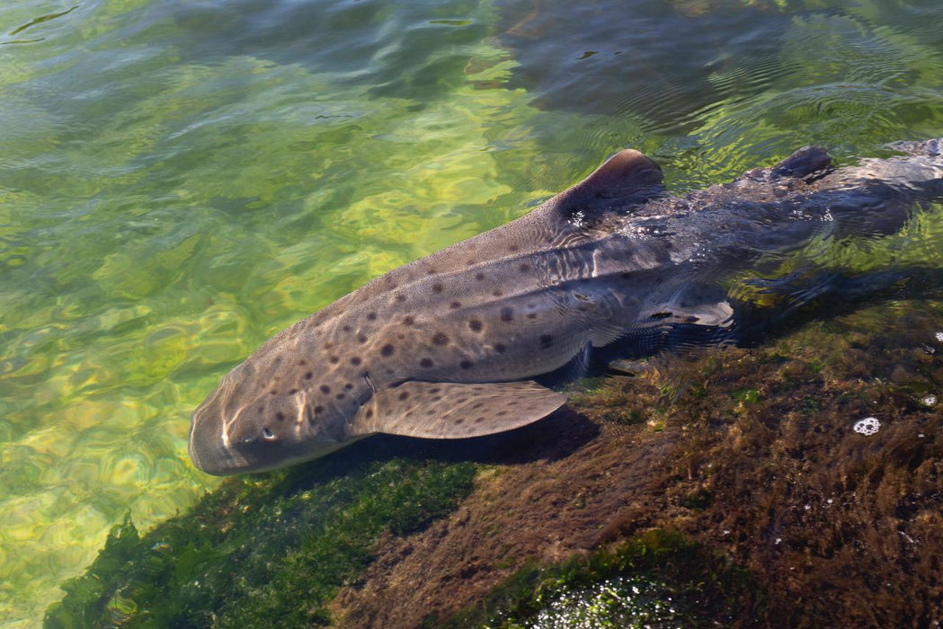 Zebra Shark Encounter With Entry Pass