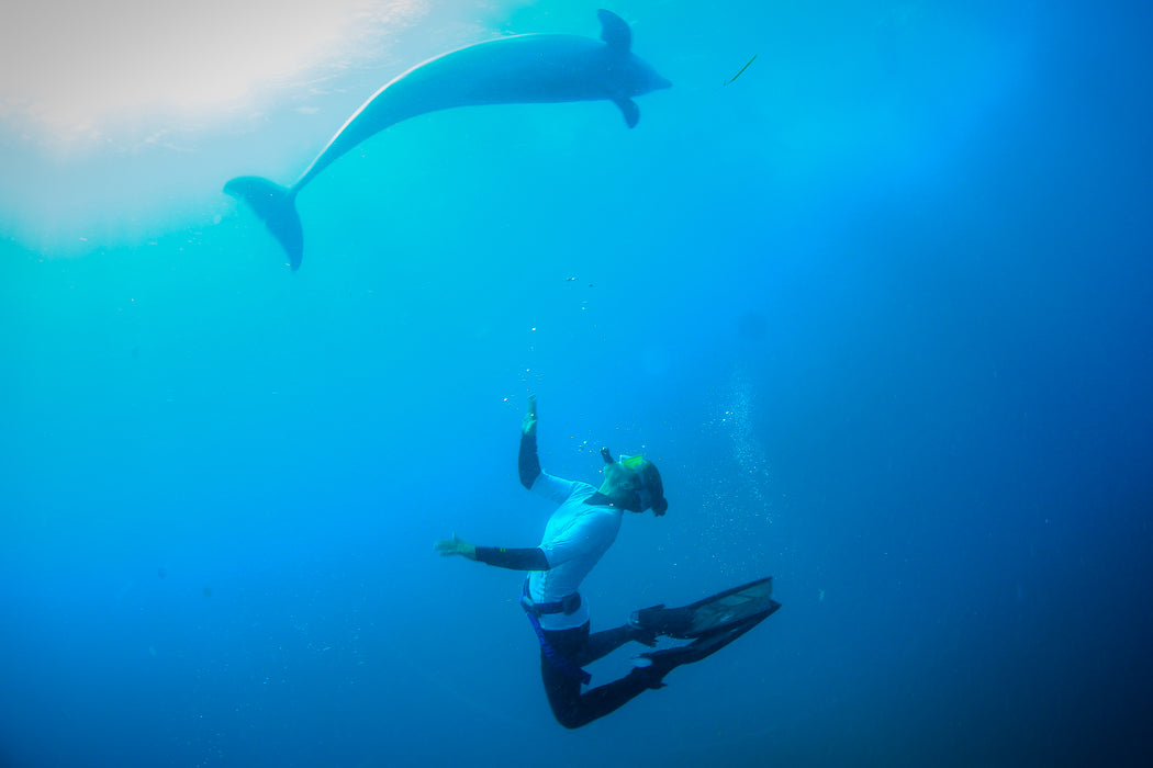 3 Hour Dolphin And Seal Swim