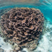 1 Hour Coral Viewing Cruise - We Wander