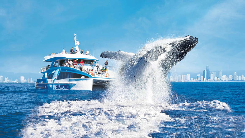 Whale Watching Cruise