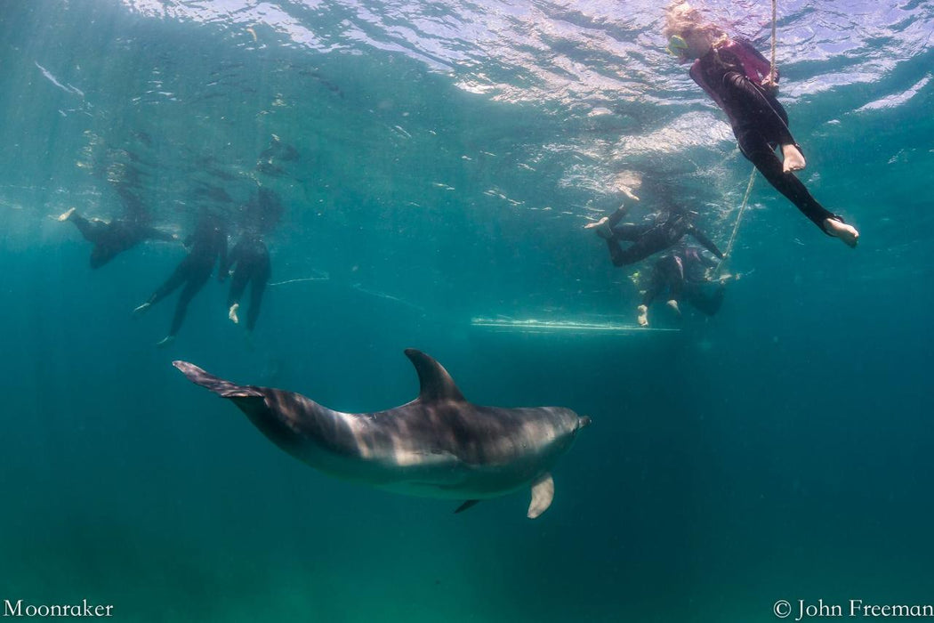 3 Hour Dolphin And Seal Swim