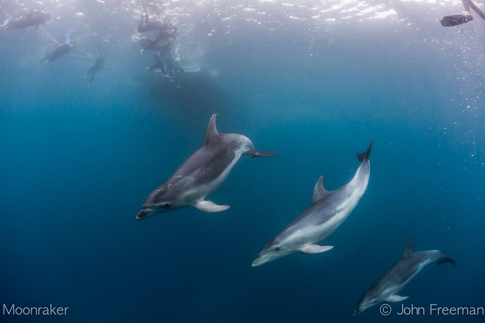 3 Hour Dolphin And Seal Swim