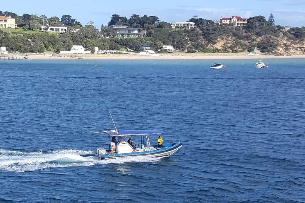 1.5Hr Dolphin And Seal Watching Eco Boat Tour Mornington Peninsula