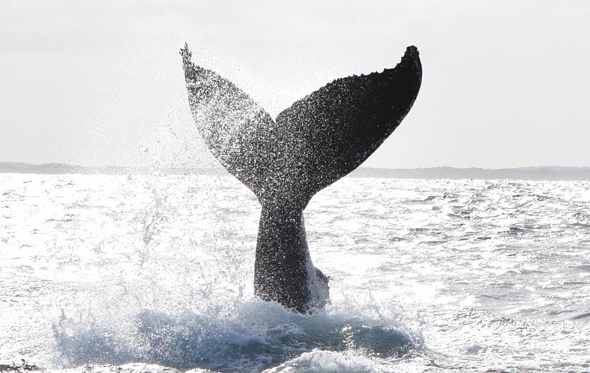 Busselton Whale Watching