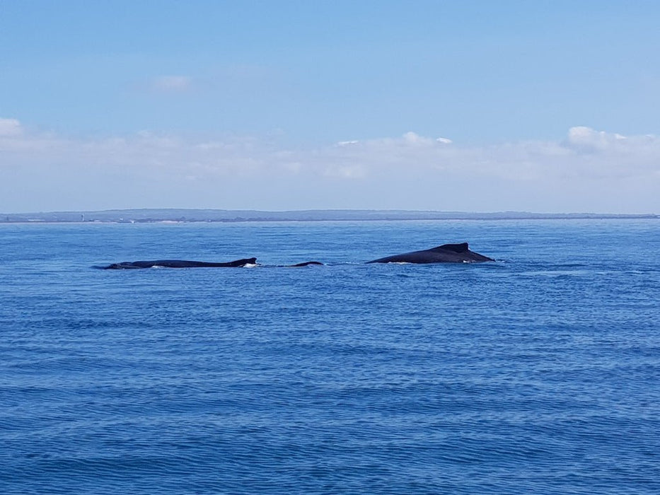 1.5Hr Dolphin And Seal Watching Eco Boat Tour Mornington Peninsula - We Wander