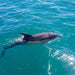 1.5Hr Dolphin And Seal Watching Eco Boat Tour Mornington Peninsula - We Wander