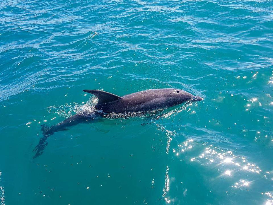 1.5Hr Dolphin And Seal Watching Eco Boat Tour Mornington Peninsula - We Wander