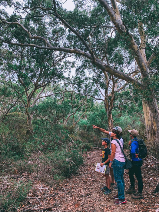 Koala Walking Tour