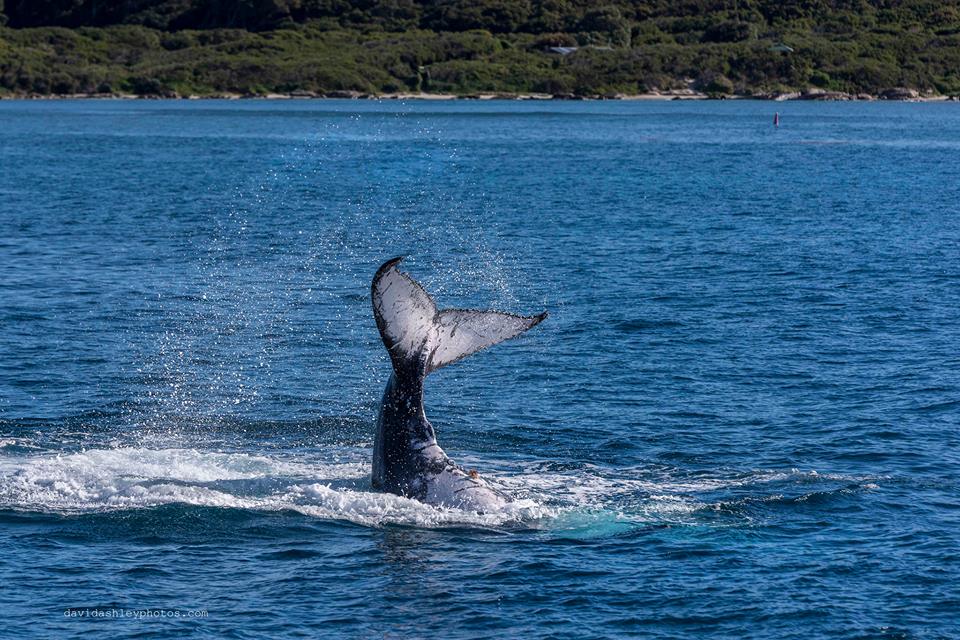 Busselton Whale Watching