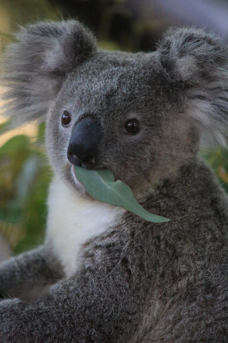 Photographing Australian Animals, Seascapes And Sunsets