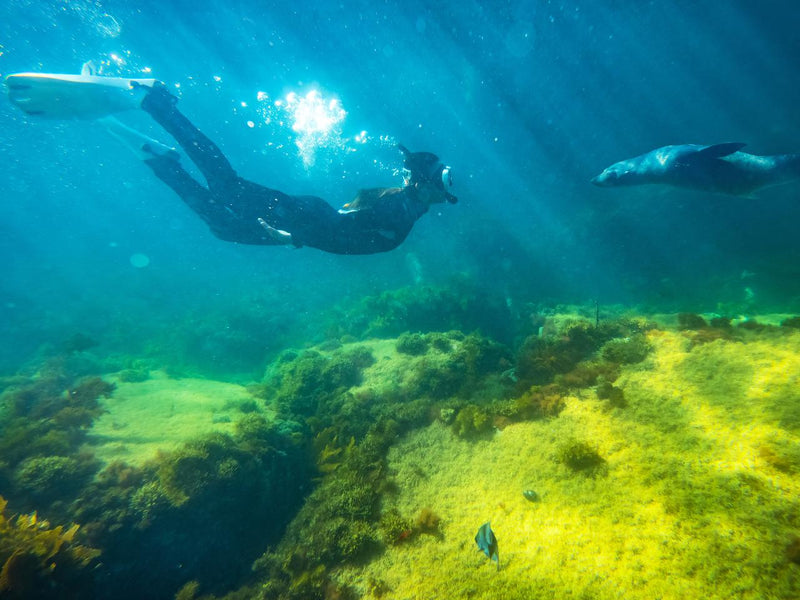 Kangaroo Island Ocean Safari - 2 Hour Swim With Dolphin, Seal & Coastal Snorkelling