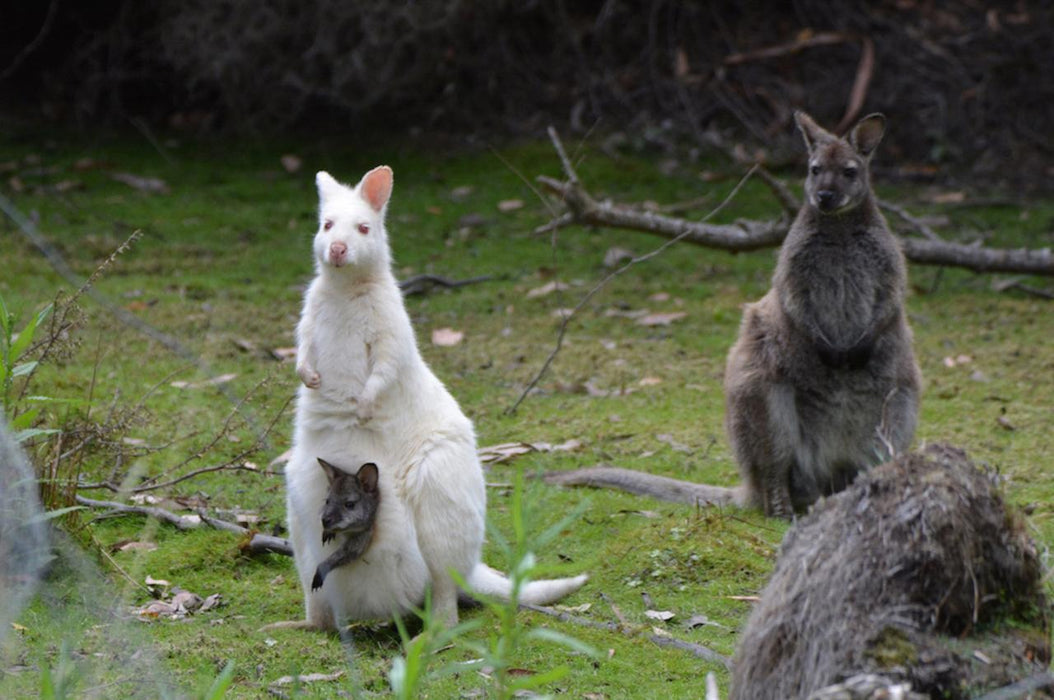 2 Day Bruny Island & Port Arthur Tour From Hobart - We Wander