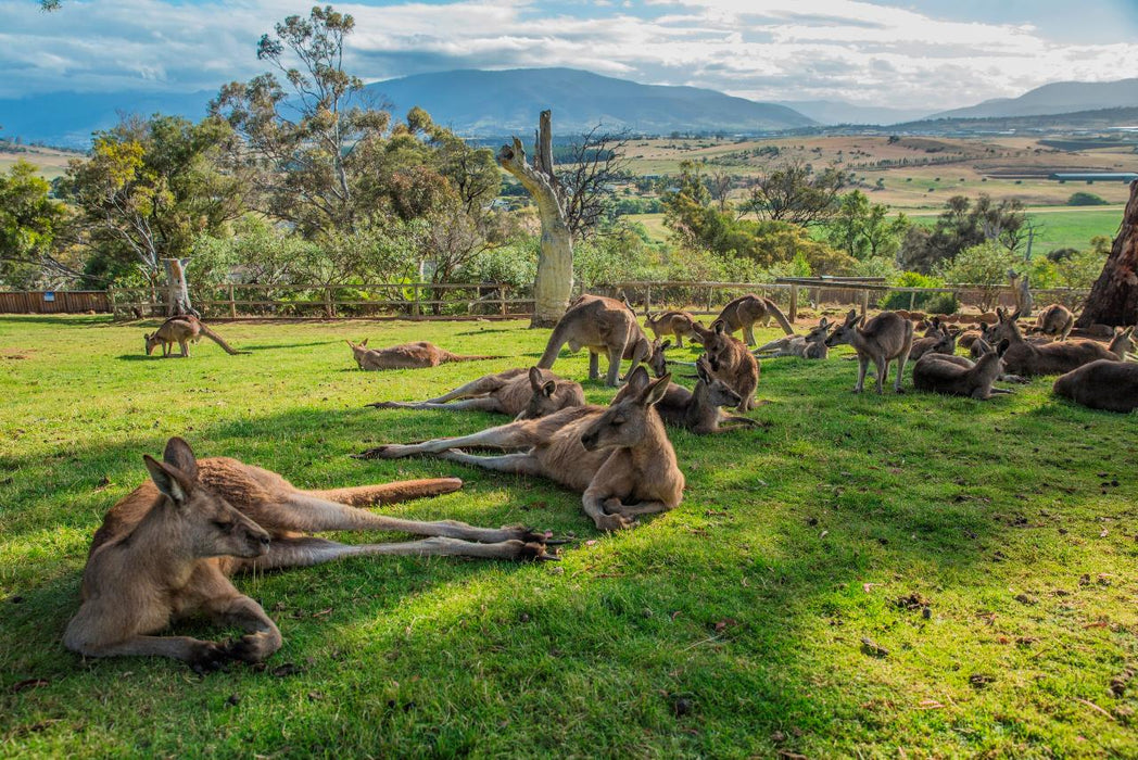 2 Day Tour - Two Of Tasmania's Best - We Wander