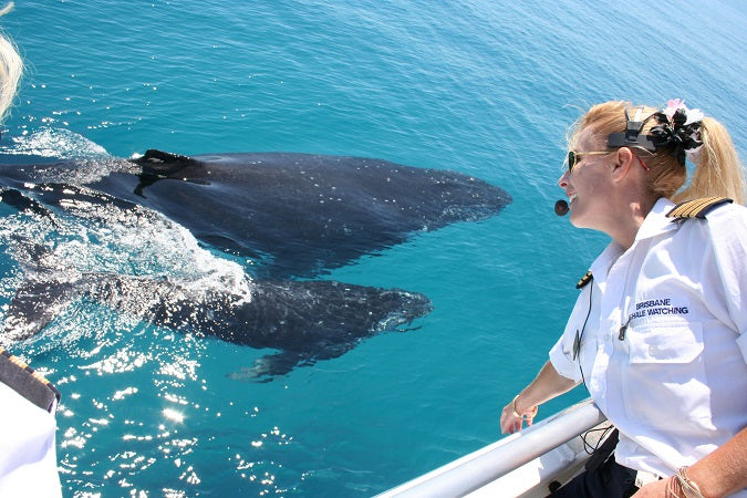 Premium Whale Watching Adventure - Ex Brisbane Cbd