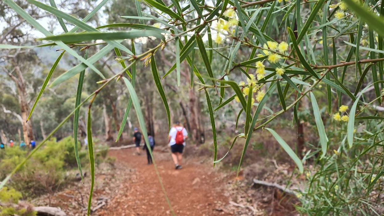 Waterfalls, Wildflowers & Wandoo Hiking Experience