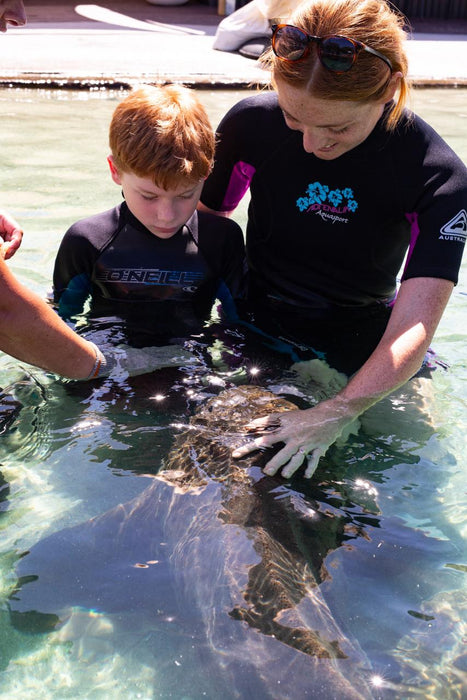 Zebra Shark Encounter With Entry Pass