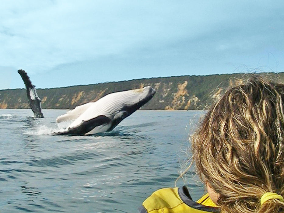 Noosa Private Day Tour - Double Island Point Wildlife Adventure