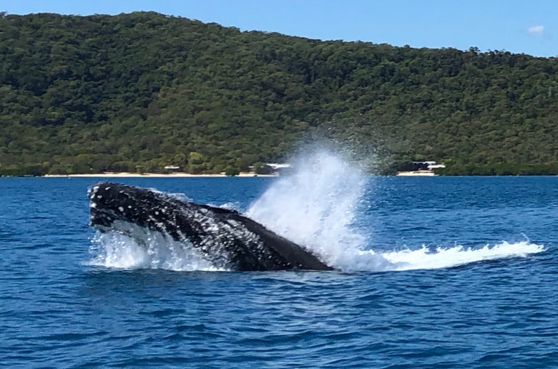 Whale Watching Tour