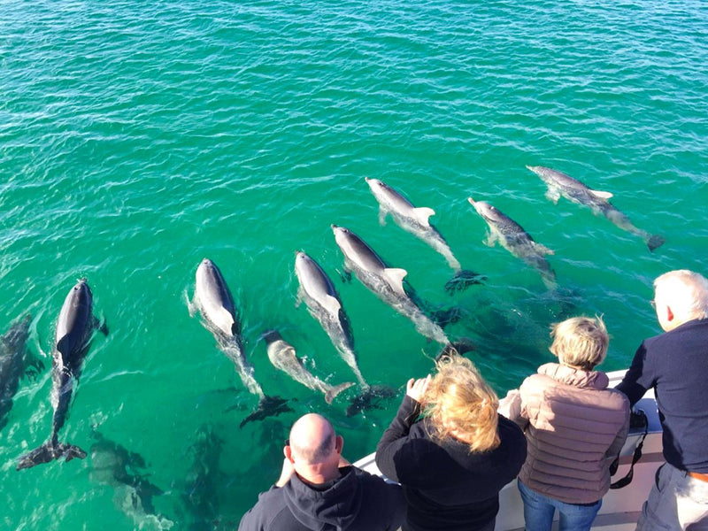 Kangaroo Island Ocean Safari - 75 Minute Safari