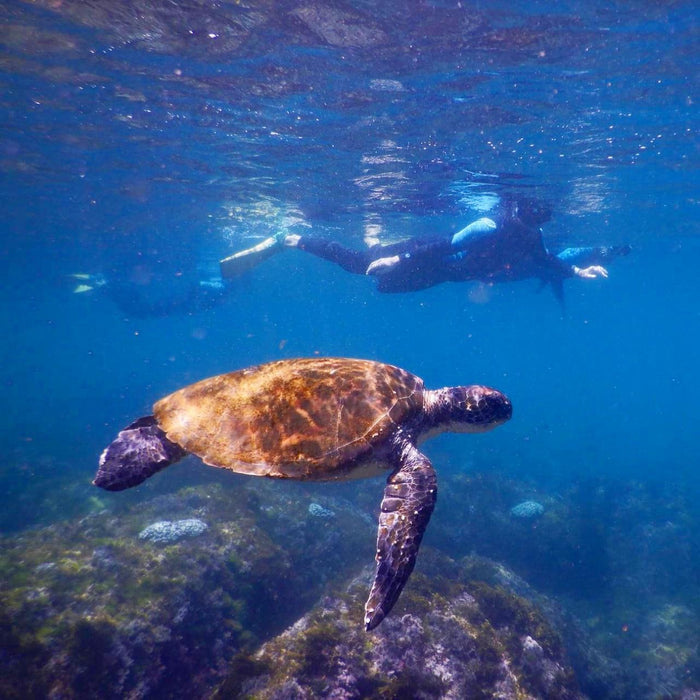 Snorkel With The Turtles In A Private Boat