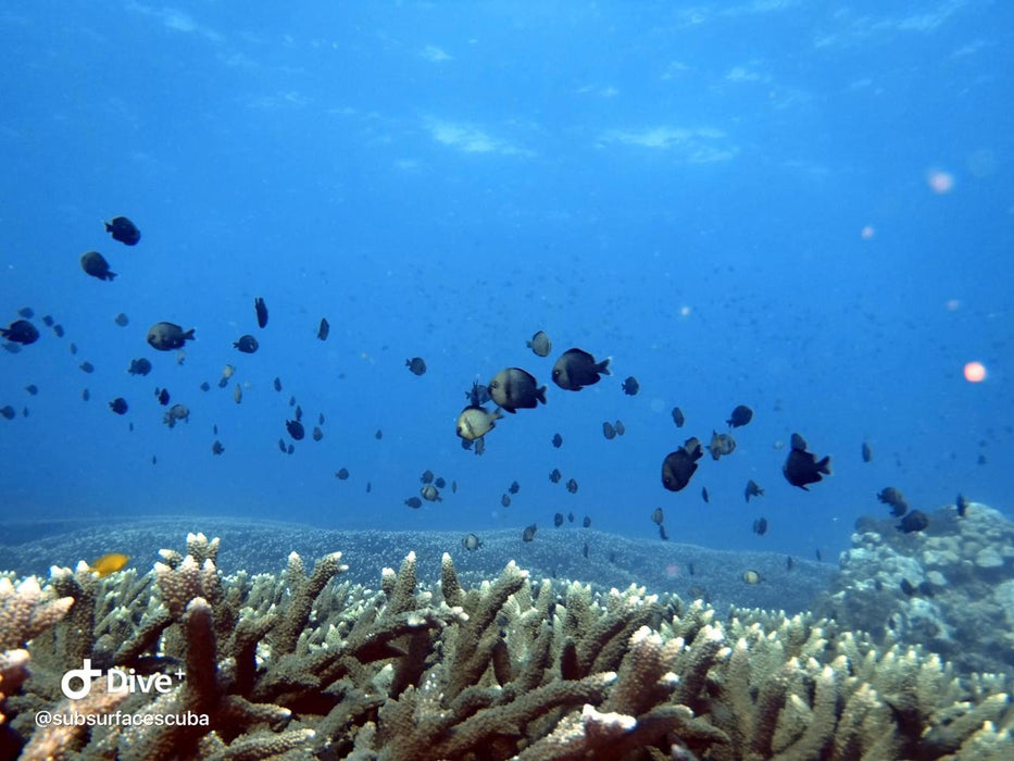 Introductory Dive Sunshine Coast Reefs - Double Dive