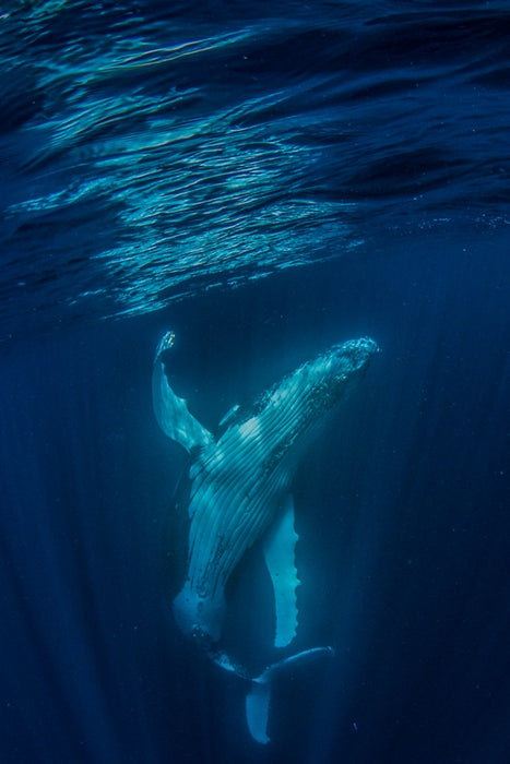 Deluxe Humpback Whale Watching Tour