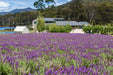 3 Day Tasmanian Highlights Tour ' Hobart, Port Arthur And Bruny Island - We Wander
