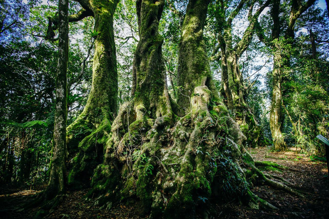 Natural Bridge & Springbrook Waterfalls Tour