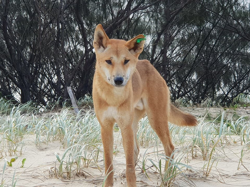 Fraser Island Exclusive 4Wd Day Tour