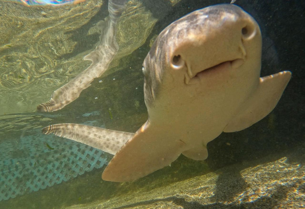 Zebra Shark Encounter With Entry Pass