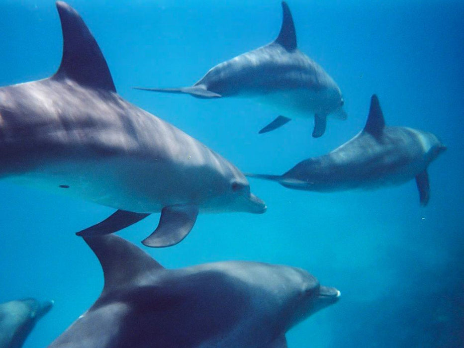 Kangaroo Island Ocean Safari - 2 Hour Swim With Dolphin, Seal & Coastal Snorkelling