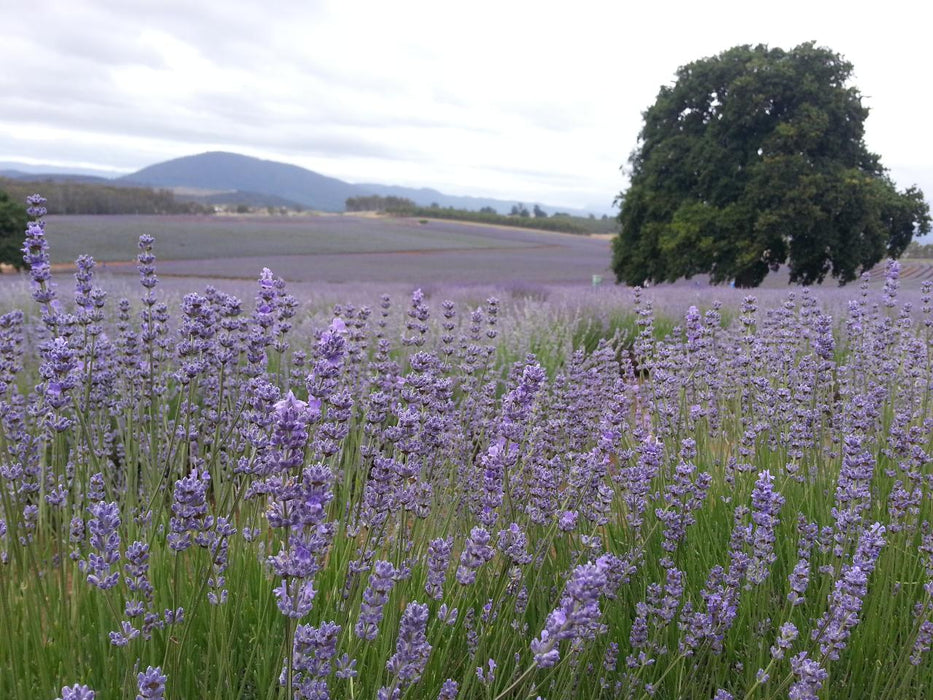 Bridestowe Lavender Farm Shuttle