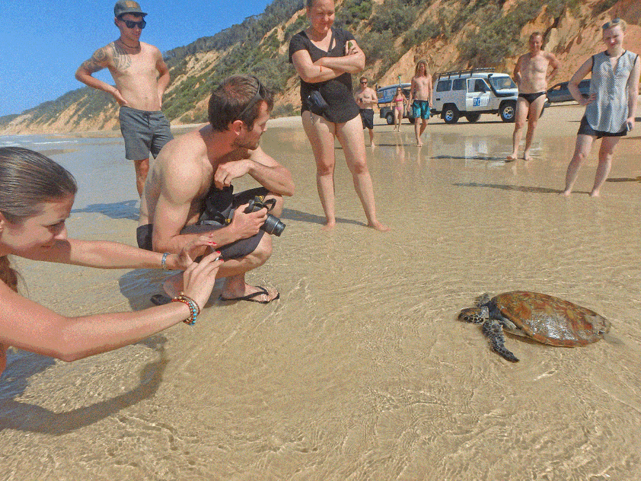 Stand Up Paddle Wildlife Tour & Beach 4X4 Day Trip- Noosa