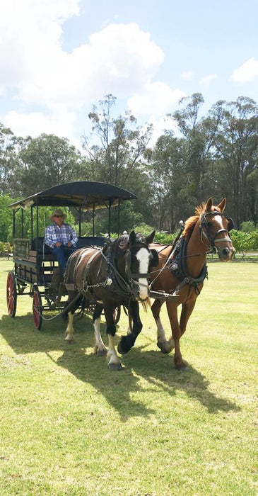 45 - Minute Vineyard Horse - Drawn Carriage Ride - We Wander