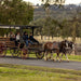 45 - Minute Vineyard Horse - Drawn Carriage Ride - We Wander