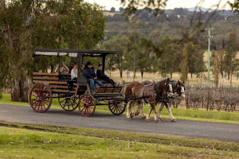 45 - Minute Vineyard Horse - Drawn Carriage Ride - We Wander