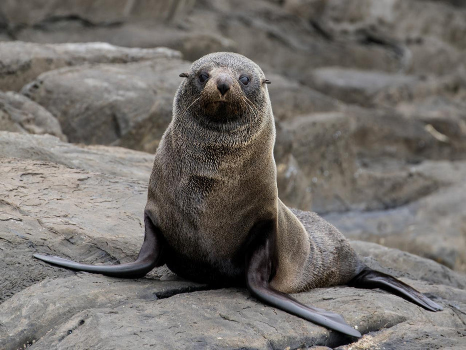 Kangaroo Island Ocean Safari - 75 Minute Safari