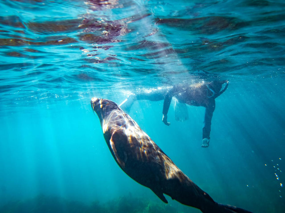 Kangaroo Island Ocean Safari - 2 Hour Swim With Dolphin, Seal & Coastal Snorkelling