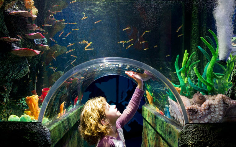 General Admission To Sea Life Melbourne Aquarium - Peak