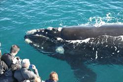 Augusta Whale Watching Eco Tours