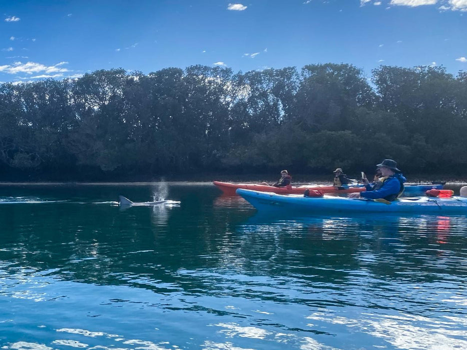 Dolphin Sanctuary Mangroves Tour