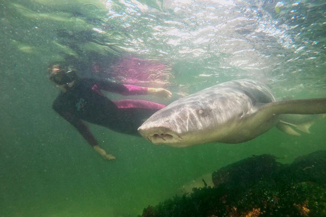 Reef Shark Snorkel With Entry Pass