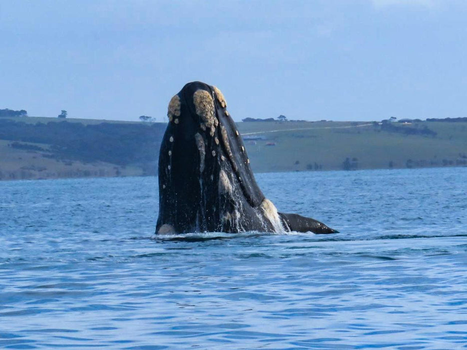 Kangaroo Island Ocean Safari - 75 Minute Safari