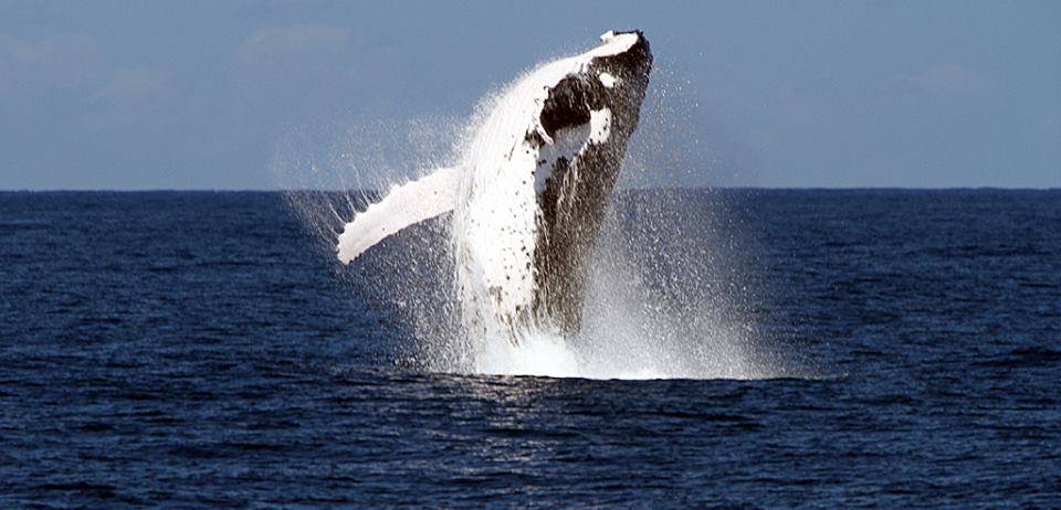 Premium Whale Watching Adventure - Ex Brisbane Cbd